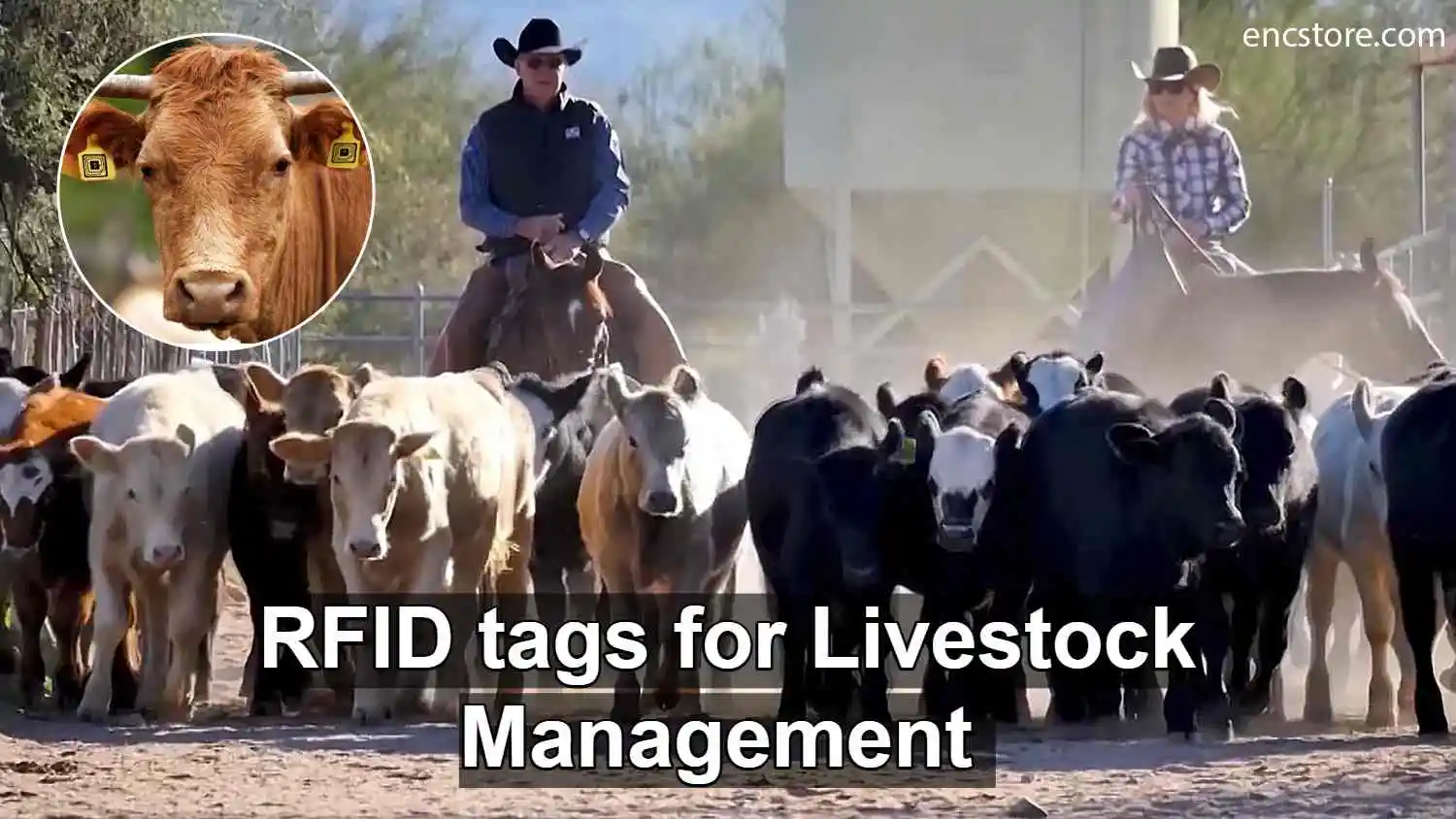 RFID Tags for Livestock Management