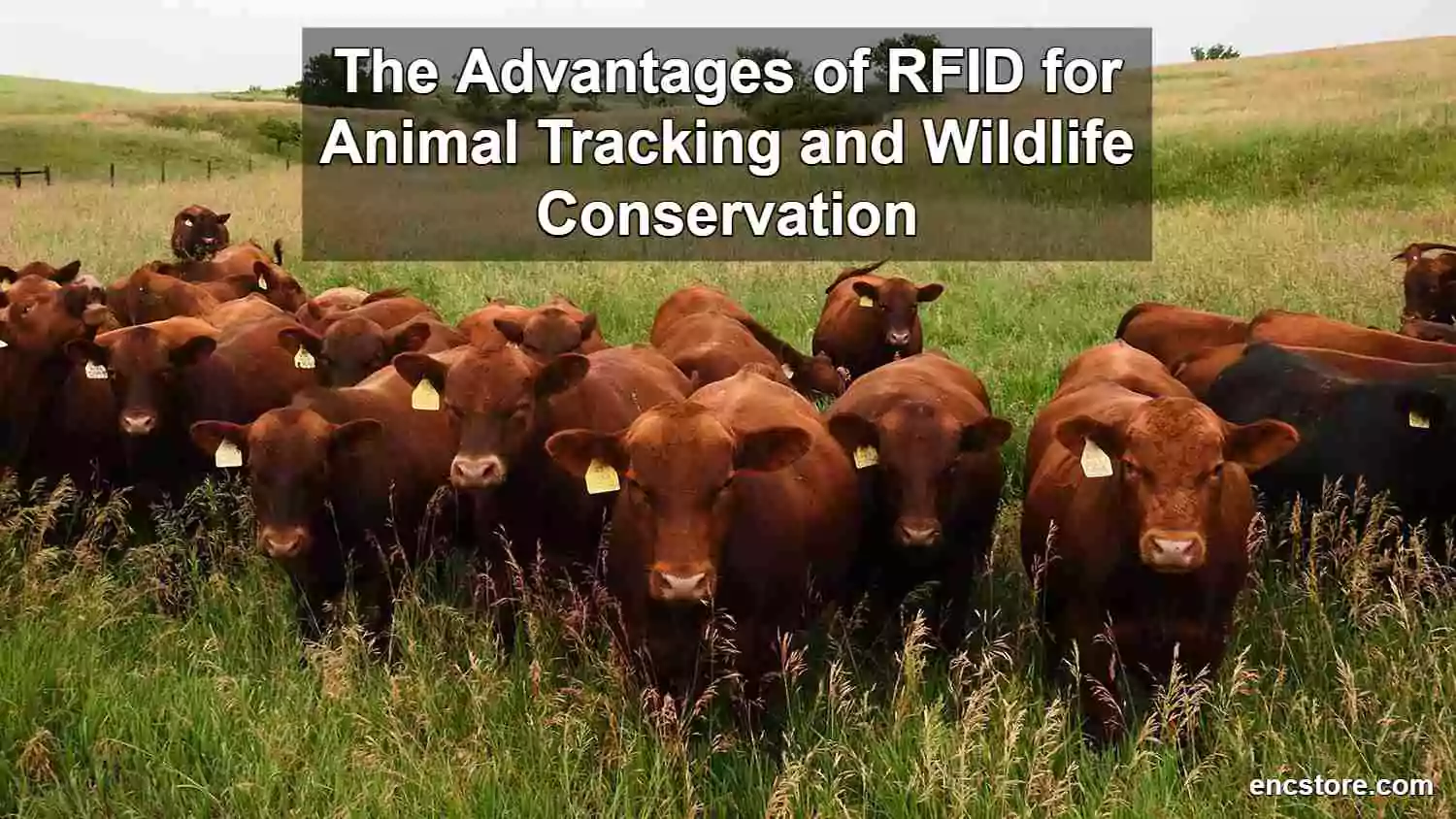 RFID for Animal Tracking and Wildlife Conservation