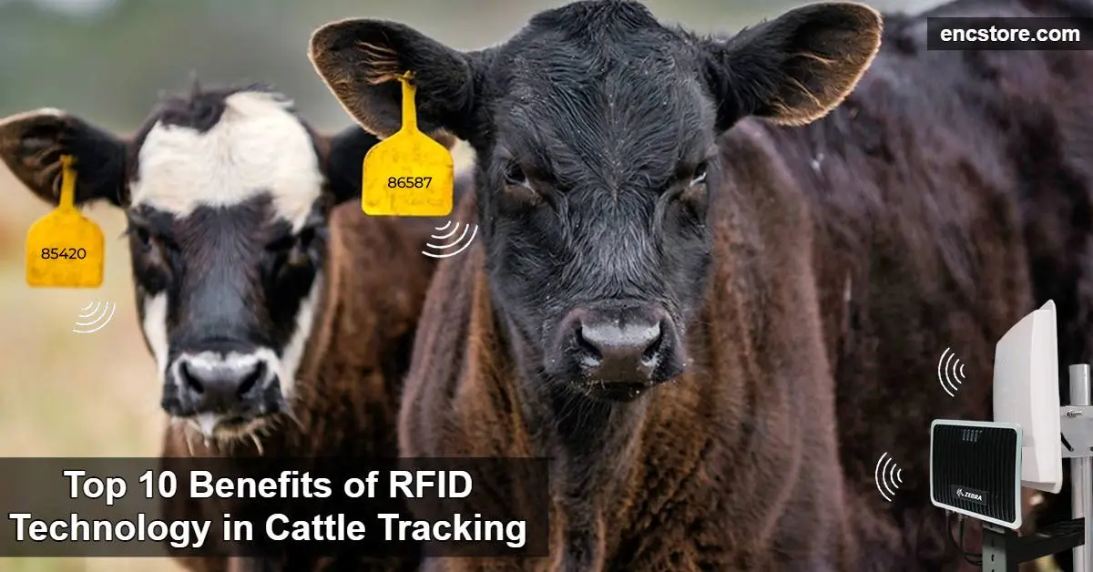 Top 10 Benefits of RFID Technology in Cattle Tracking