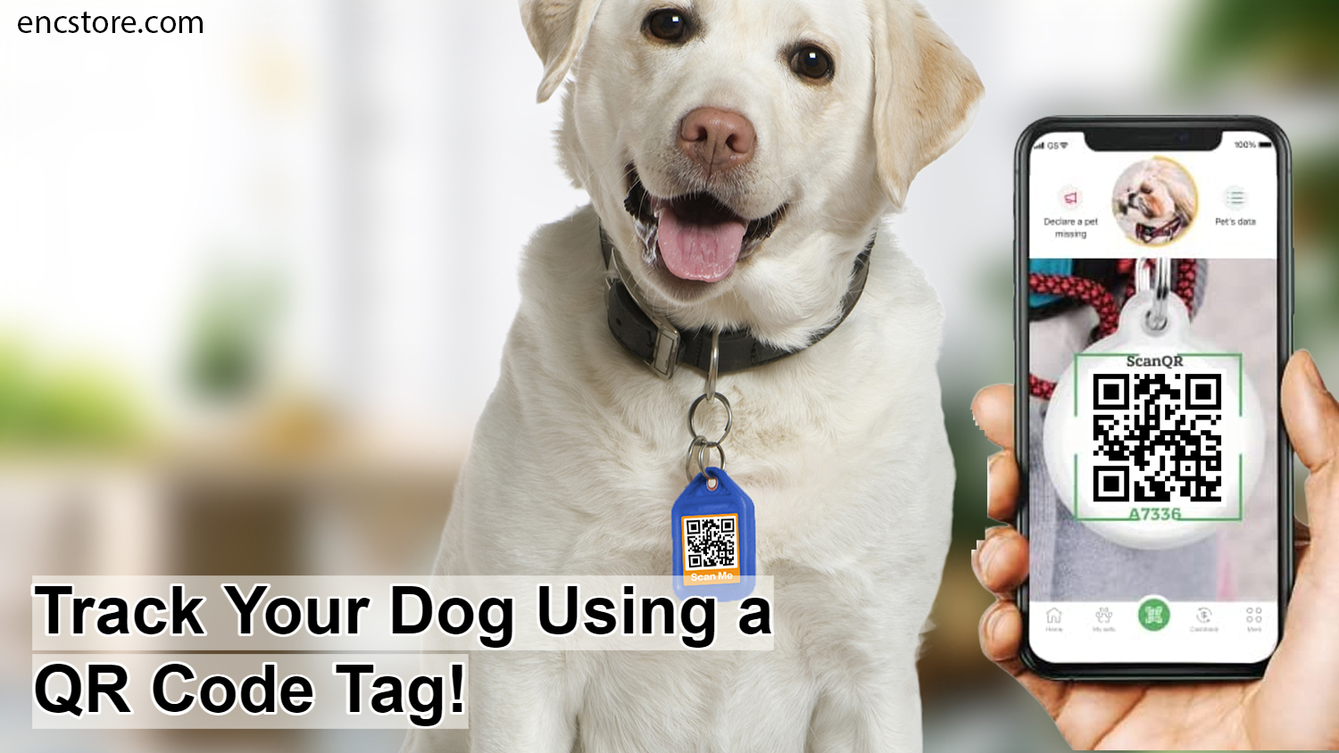 Track Your Dog Using a QR Code Tag!